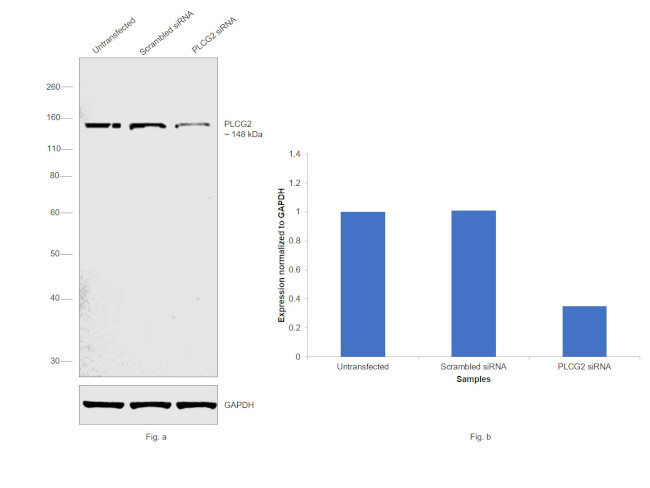 PLCG2 Antibody