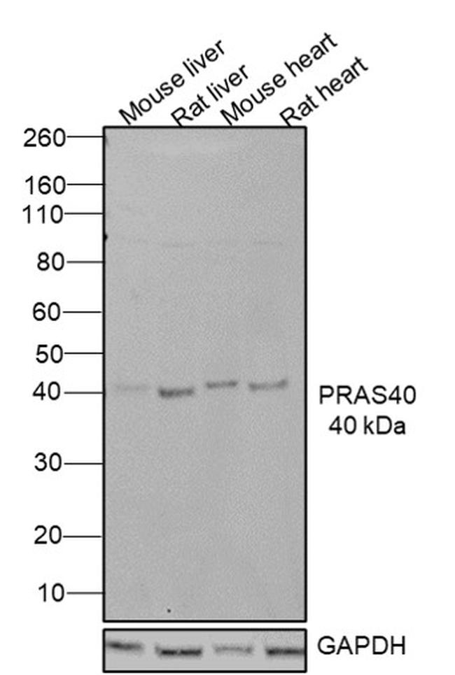 PRAS40 Antibody in Western Blot (WB)