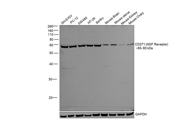 NGFR Antibody in Western Blot (WB)