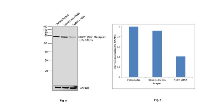 NGFR Antibody in Western Blot (WB)