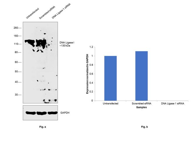 DNA Ligase I Antibody in Western Blot (WB)