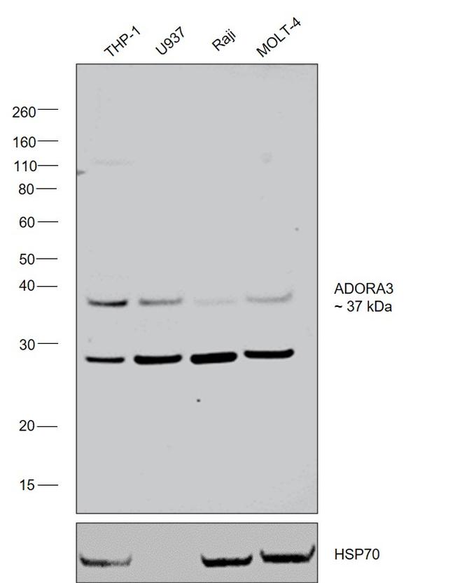 Apelin Receptor Antibody in Western Blot (WB)