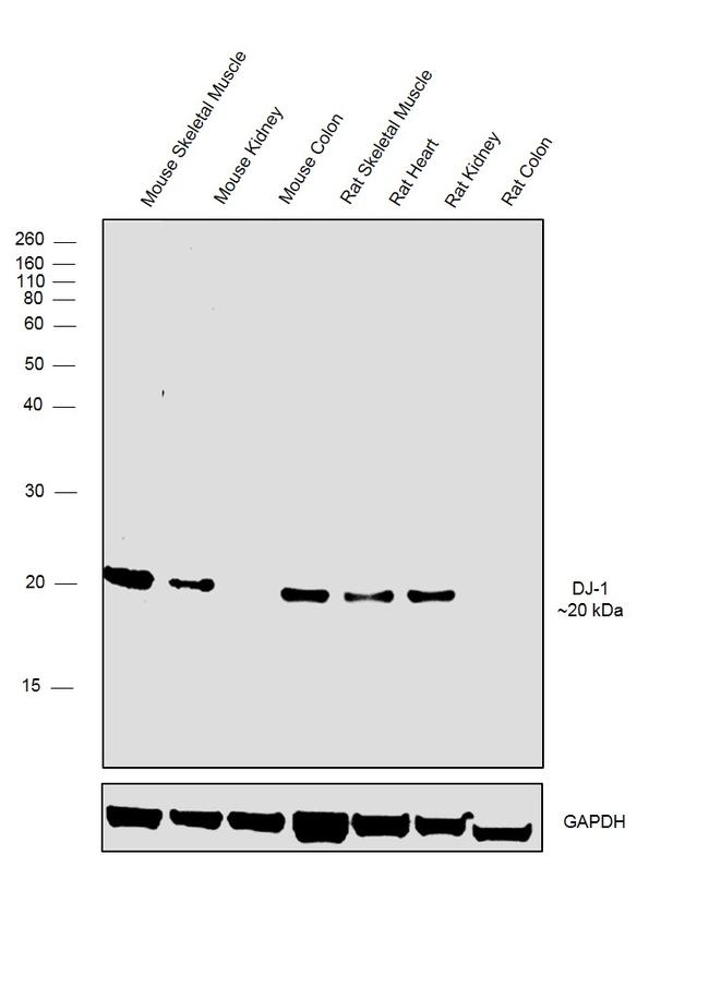 DJ-1 Antibody in Western Blot (WB)