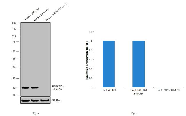 DJ-1 Antibody in Western Blot (WB)