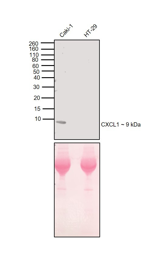 CXCL1 Antibody