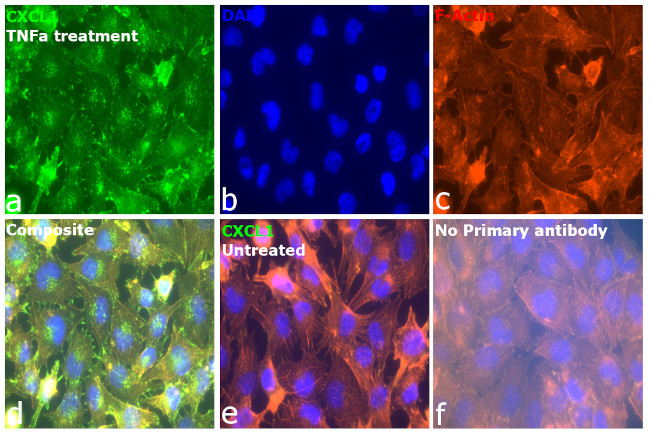 CXCL1 Antibody in Immunocytochemistry (ICC/IF)