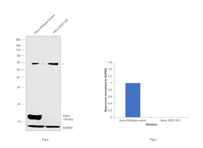 SOD1 Antibody