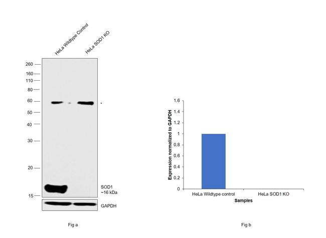 SOD1 Antibody in Western Blot (WB)