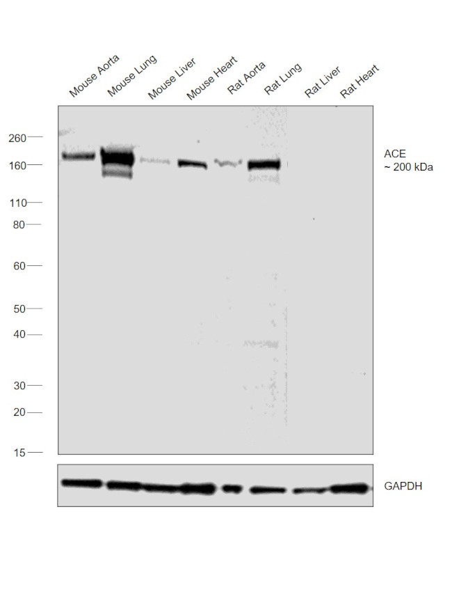 ACE Antibody