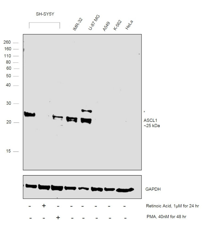 ASCL1 Antibody