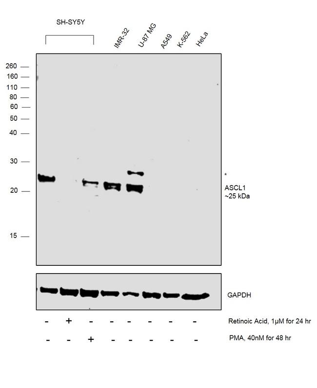 ASCL1 Antibody in Western Blot (WB)