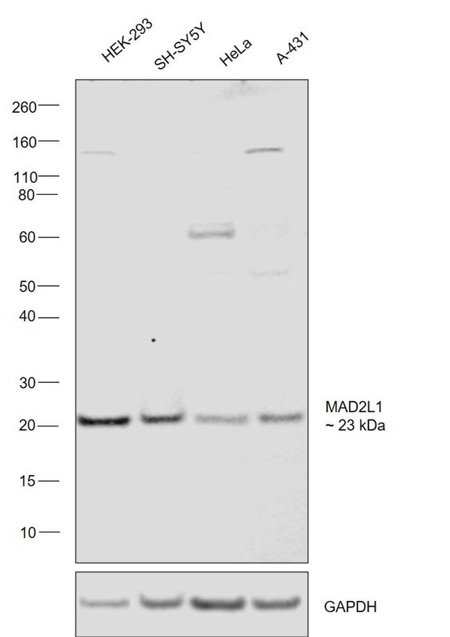 MAD2 Antibody in Western Blot (WB)