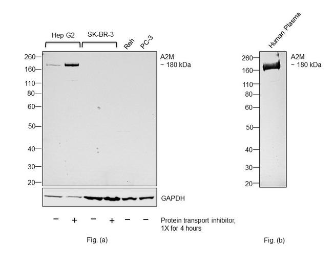 A2M Antibody in Western Blot (WB)