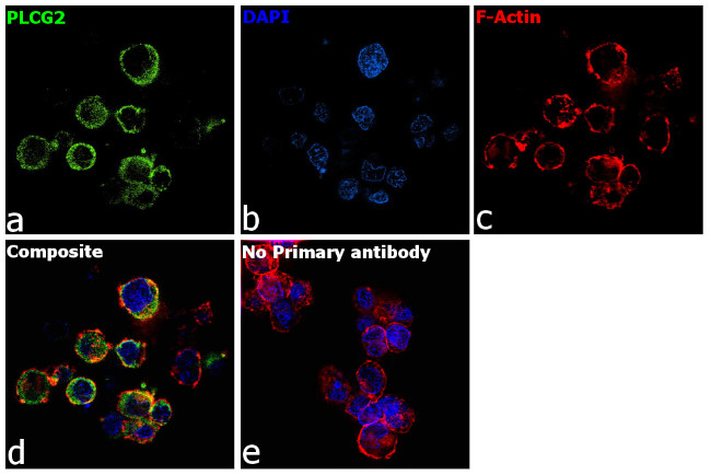 PLCG2 Antibody in Immunocytochemistry (ICC/IF)