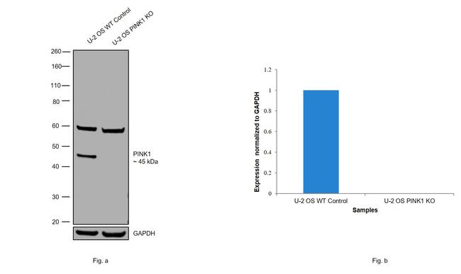 PINK1 Antibody in Western Blot (WB)