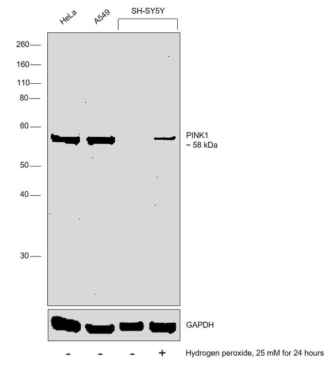 PINK1 Antibody in Western Blot (WB)