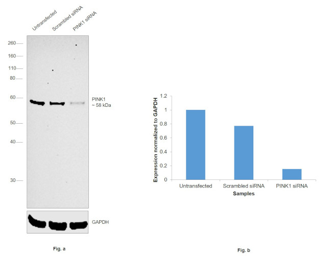 PINK1 Antibody