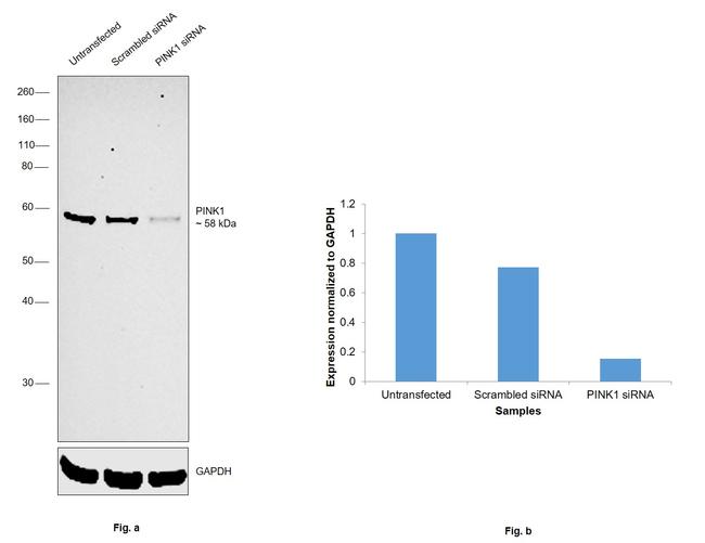 PINK1 Antibody in Western Blot (WB)