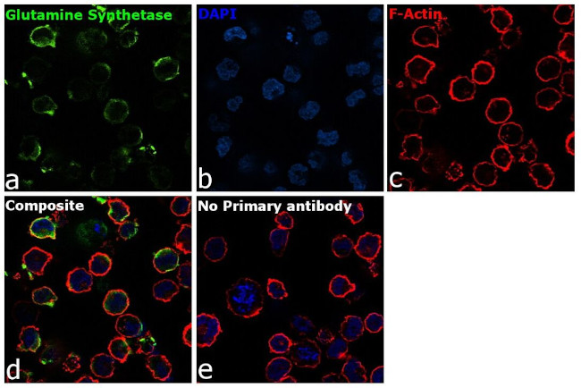 Glutamine Synthetase Antibody in Immunocytochemistry (ICC/IF)