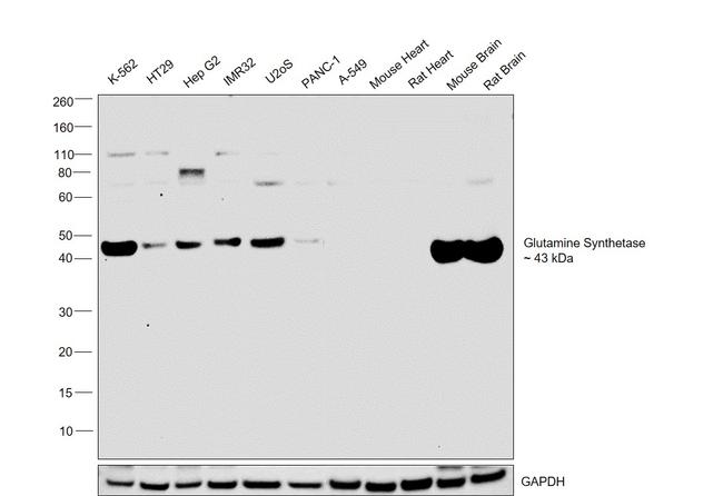 Glutamine Synthetase Antibody in Western Blot (WB)