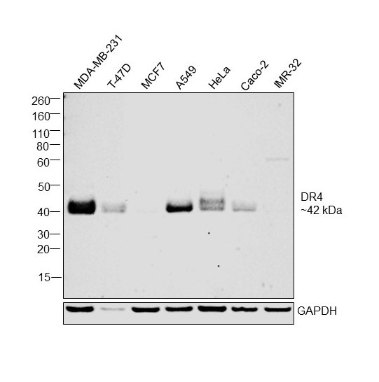 DR4 Antibody