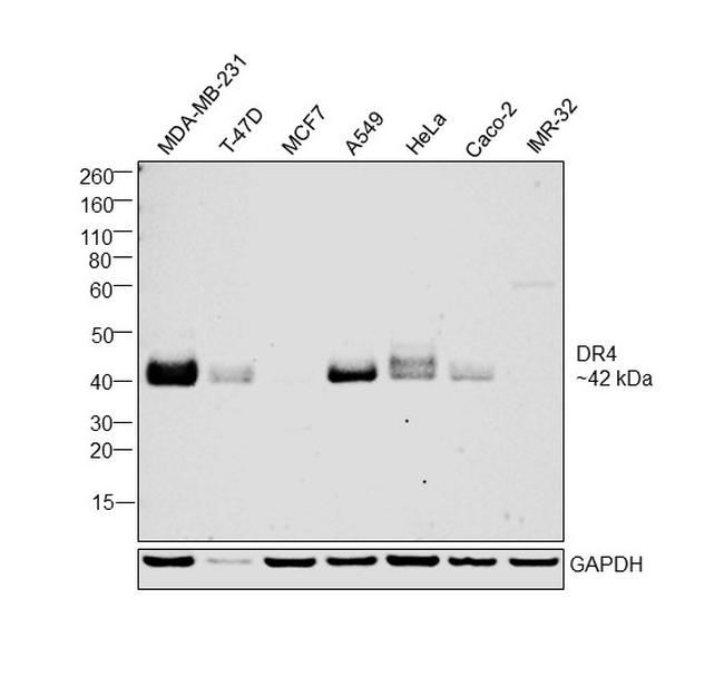 DR4 Antibody in Western Blot (WB)