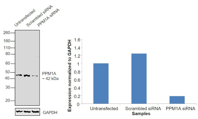 PPM1A Antibody