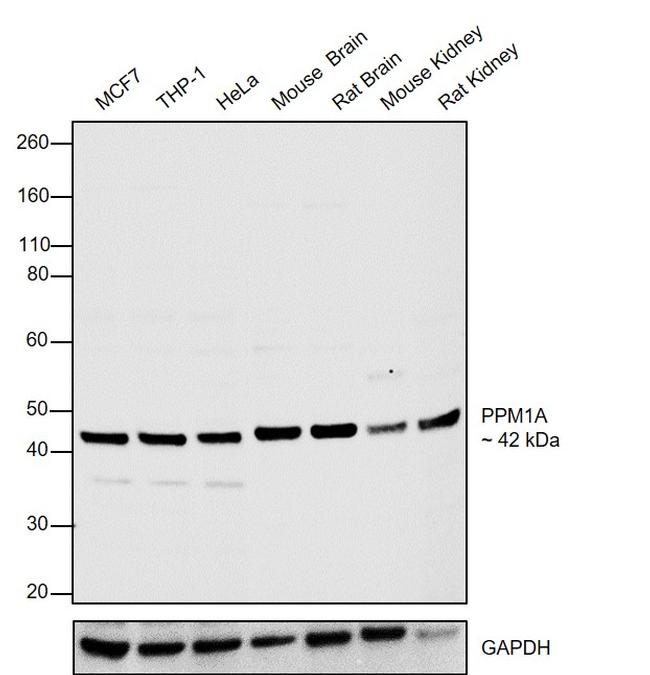 PPM1A Antibody in Western Blot (WB)