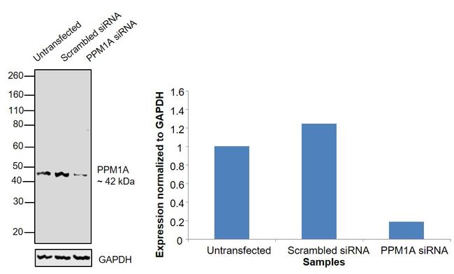 PPM1A Antibody in Western Blot (WB)