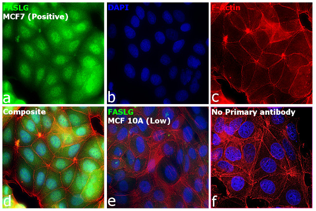 CD178 Antibody in Immunocytochemistry (ICC/IF)