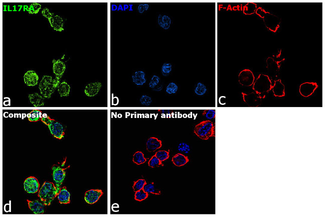 IL-17Ra Antibody in Immunocytochemistry (ICC/IF)