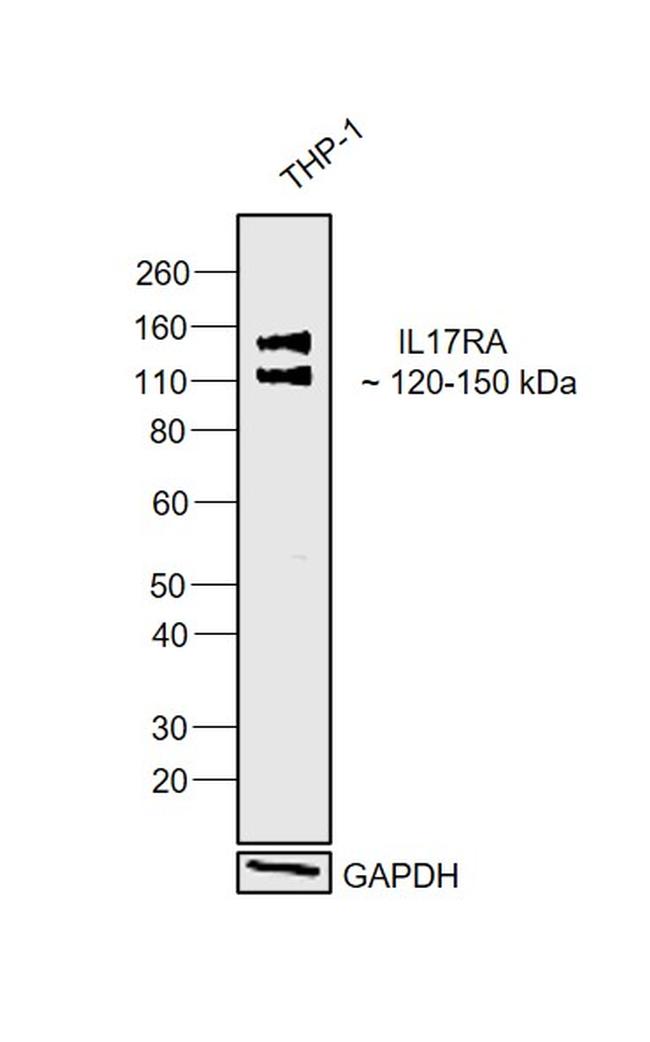 IL-17Ra Antibody in Western Blot (WB)