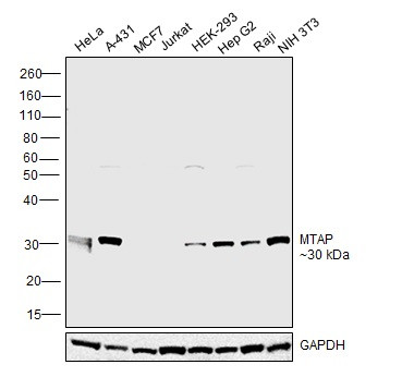 MTAP Antibody