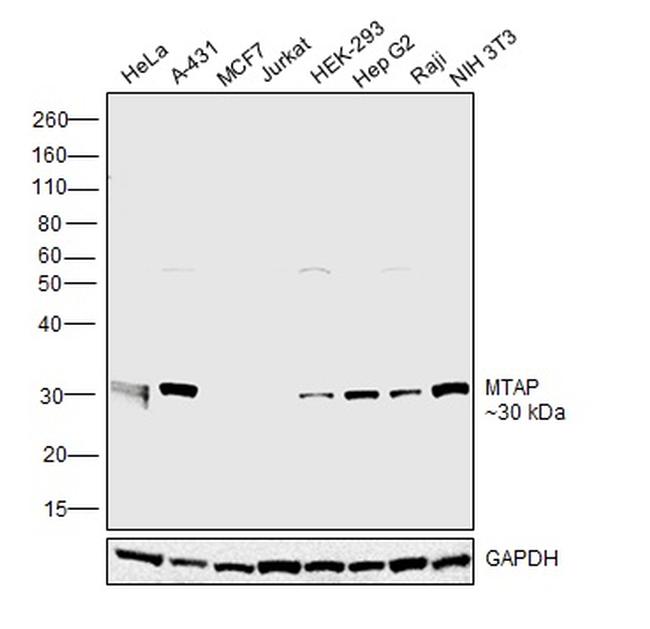 MTAP Antibody in Western Blot (WB)