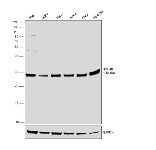 Bcl-10 Antibody in Western Blot (WB)