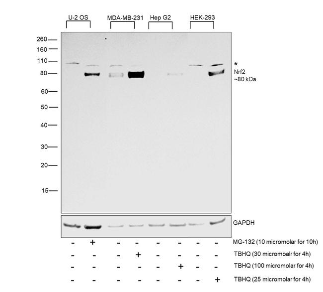 Nrf2 Antibody in Western Blot (WB)