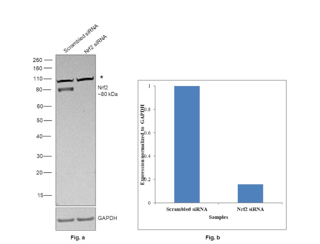 Nrf2 Antibody