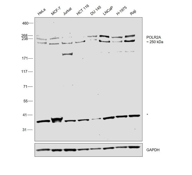 POLR2A Antibody in Western Blot (WB)