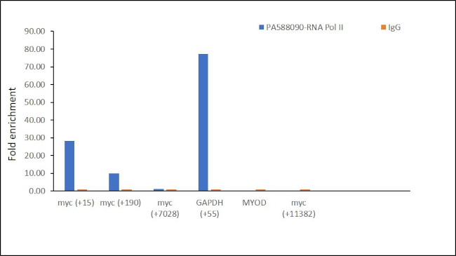 POLR2A Antibody in ChIP Assay (ChIP)