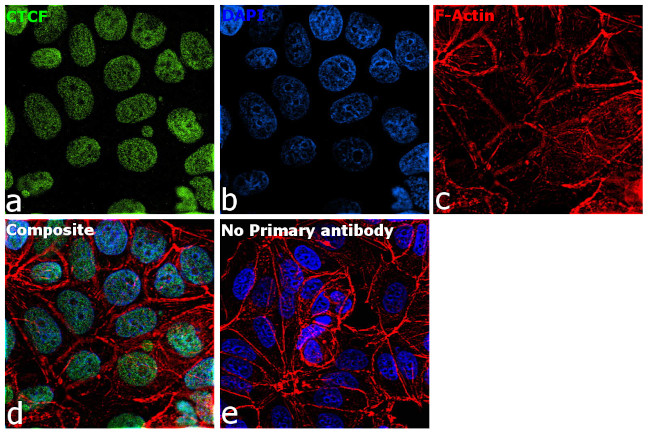 CTCF Antibody in Immunocytochemistry (ICC/IF)