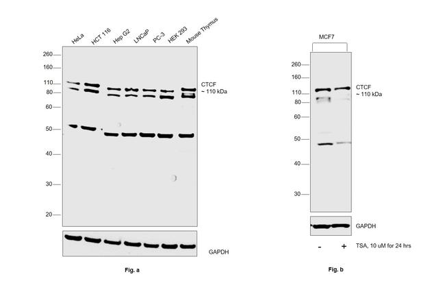 CTCF Antibody in Western Blot (WB)