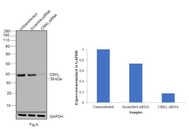 CrkL Antibody