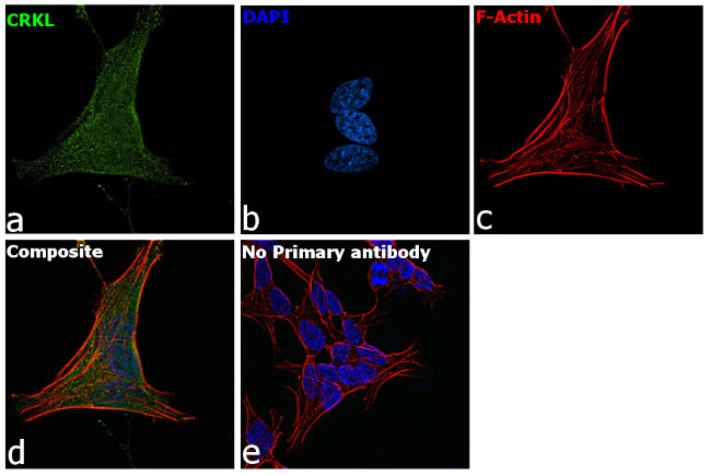 CrkL Antibody in Immunocytochemistry (ICC/IF)