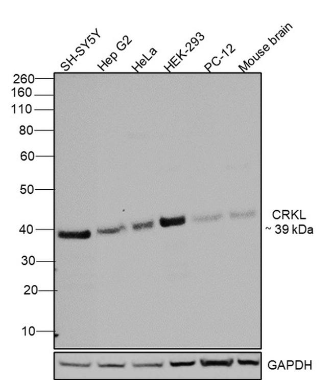 CrkL Antibody in Western Blot (WB)