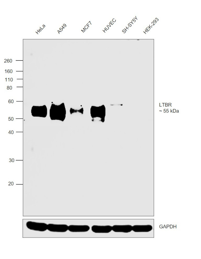 LTBR Antibody