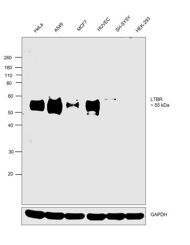 LTBR Antibody in Western Blot (WB)