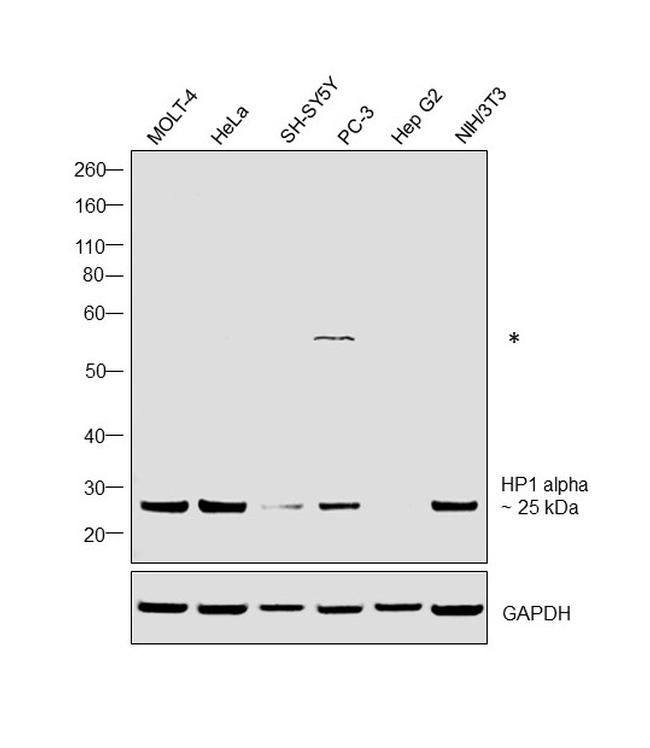 HP1 alpha Antibody in Western Blot (WB)