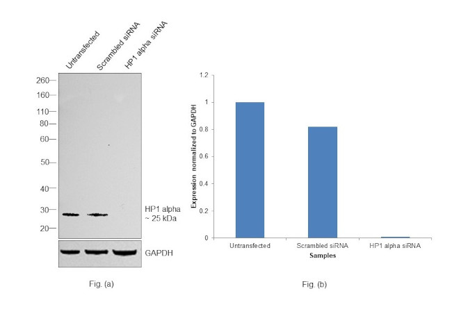 HP1 alpha Antibody