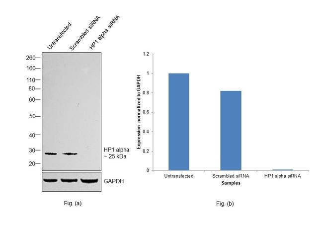 HP1 alpha Antibody in Western Blot (WB)