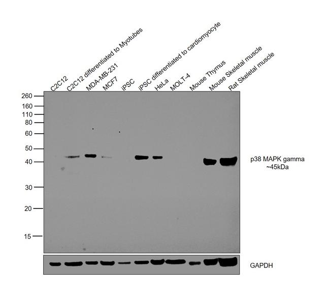 p38 MAPK gamma Antibody in Western Blot (WB)